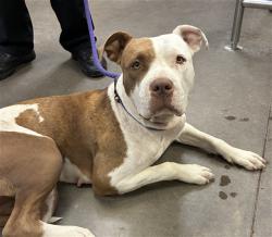 Shelter Stray Female Dog last seen Near BLOCK S 7TH ST. #5, 2500 S 27th Ave, Phoenix, AZ 85009, USA