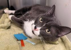 Shelter Stray Female Cat last seen Near BLOCK E 79TH PL, 12155 Park Blvd, Brighton, CO 80601, USA