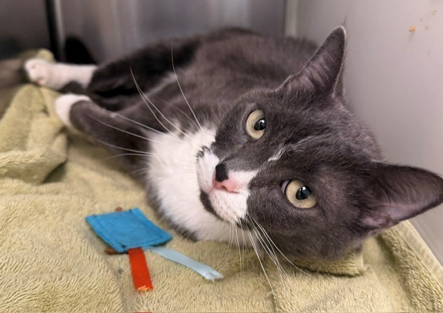 Shelter Stray Female Cat last seen Near BLOCK E 79TH PL, 12155 Park Blvd, Brighton, CO 80601, USA