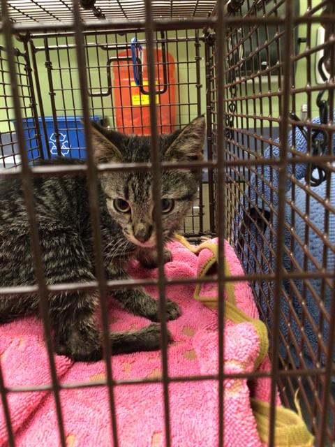 Shelter Stray Male Cat last seen E 77TH AVE & ONEIDA ST, 12155 Park Blvd, Brighton, CO 80601, USA
