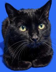 Shelter Stray Male Cat last seen Near BLOCK PERMINETER PARK BLVD RM 227, 2020 Forest St, Jacksonville, FL 32204, USA