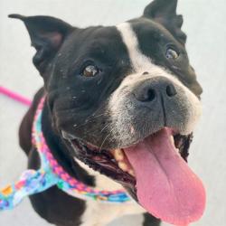 Shelter Stray Female Dog last seen Near, 2600 S Harding St, Indianapolis, IN 46221, USA