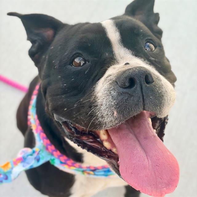 Shelter Stray Female Dog last seen Near, 2600 S Harding St, Indianapolis, IN 46221, USA