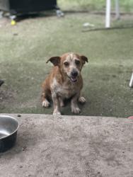Reunited Male Dog last seen Near still hollow, San Antonio, TX 78244