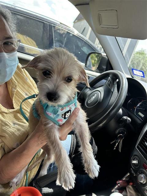 Shelter Stray Female Dog last seen , 4710 TX-151, San Antonio, TX 78227, USA