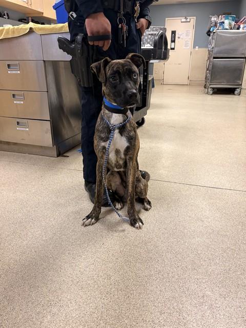Shelter Stray Male Dog last seen Near BLOCK ALLENBY ST, RIVERSIDE, CA, 6851 Van Buren Boulevard, Jurupa Valley, CA 92509, USA