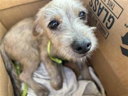 Shelter Stray Male Dog last seen , 4710 TX-151, San Antonio, TX 78227, USA
