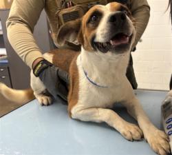 Shelter Stray Male Dog last seen CAMELBACK RD AND INDIAN SCHOOL RD, 1920 S Lewis, Mesa, AZ 85210, USA