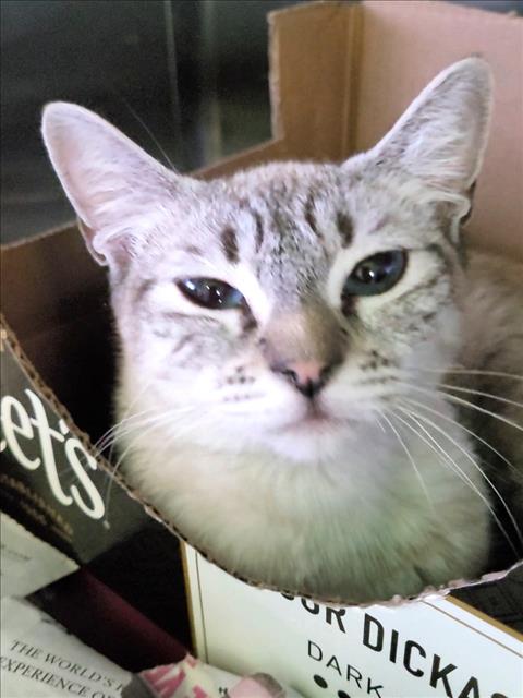 Shelter Stray Female Cat last seen , 1850 W 60th St, Los Angeles, CA 90047, USA