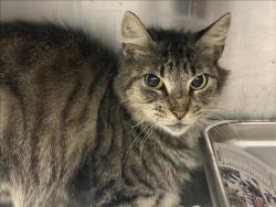 Shelter Stray Female Cat last seen , 1850 W 60th St, Los Angeles, CA 90047, USA