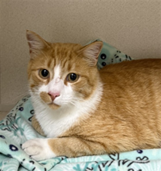 Shelter Stray Unknown Cat last seen Near BLOCK CR 33, KIOWA, 4556 Castleton Ct, Castle Rock, CO 80109, USA