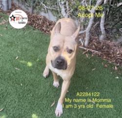 Shelter Stray Female Dog last seen , 1850 W 60th St, Los Angeles, CA 90047, USA
