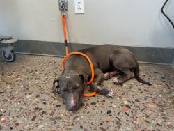 Shelter Stray Female Dog last seen , 5501 E Van Buren St, Phoenix, AZ 85008, USA