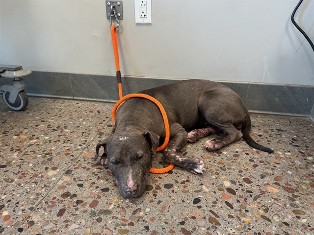 Shelter Stray Female Dog last seen , 5501 E Van Buren St, Phoenix, AZ 85008, USA