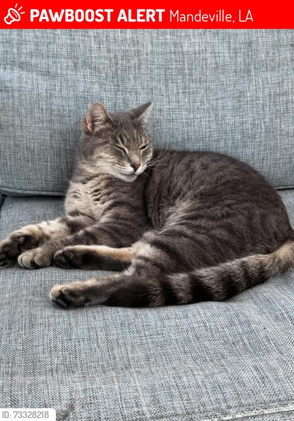Lost Female Cat last seen Woodridge Blvd, Mandeville, LA 70471