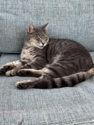 Lost Female Cat last seen Woodridge Blvd, Mandeville, LA 70471