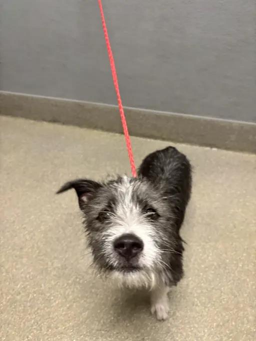 Shelter Stray Male Dog last seen Near BLOCK COUNTRY MANOR LN, LAS VEGAS NV 89115, 655 N Mojave Rd, Las Vegas, NV 89101, USA