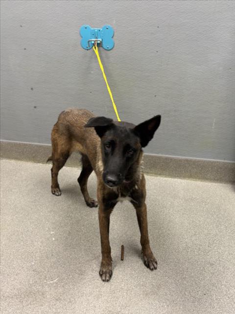 Shelter Stray Female Dog last seen Near BLOCK N LOS FELIZ ST, LAS VEGAS NV 89156, 655 N Mojave Rd, Las Vegas, NV 89101, USA