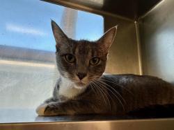 Shelter Stray Female Cat last seen DORCHESTER, 350 S Huntington Ave, Jamaica Plain, MA 02130, USA