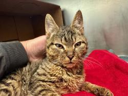 Shelter Stray Male Cat last seen ROXBURY, 350 S Huntington Ave, Jamaica Plain, MA 02130, USA
