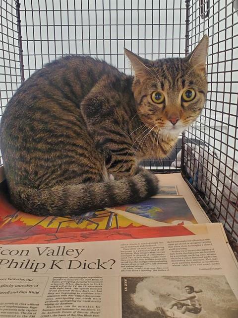 Shelter Stray Male Cat last seen Near BLOCK N FEDERAL HWY, LIGHTHOUSE POINT FL 33064, 2400 SW 42nd St, Fort Lauderdale, FL 33312, USA