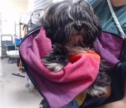 Shelter Stray Male Dog last seen Near BLOCK N WALDEN WAY, DENVER CO 80239, 1241 W Bayaud Ave, Denver, CO 80223, USA
