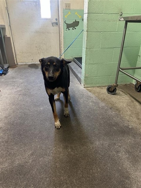 Shelter Stray Male Dog last seen FRUITRIDGE RD & S WATT AVE, 2127 Front St, Sacramento, CA 95818, USA