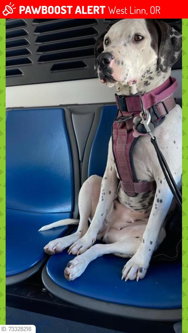 Lost Female Dog last seen 82nd and foster, West Linn, OR 97068