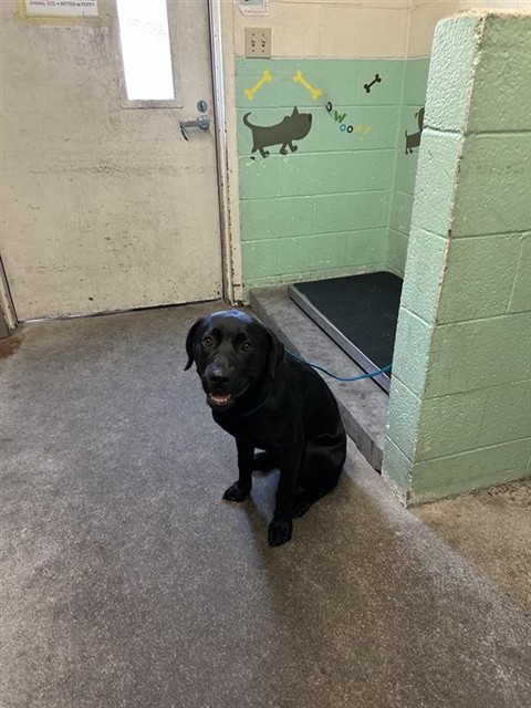Shelter Stray Male Dog last seen WATT AVE & AUBURN BLVD, 2127 Front St, Sacramento, CA 95818, USA