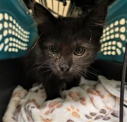 Shelter Stray Female Cat last seen ALTOS AVE & ACACIA AVE, 2127 Front St, Sacramento, CA 95818, USA