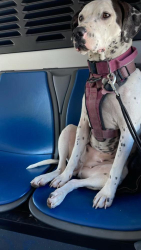 Lost Female Dog last seen 82nd and foster, West Linn, OR 97068