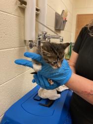Shelter Stray Unknown Cat last seen Near BLOCK W WENDY AVE, 4522 W 3500 S, West Valley City, UT 84120, USA