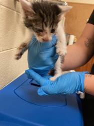 Shelter Stray Unknown Cat last seen Near BLOCK W WENDY AVE, 4522 W 3500 S, West Valley City, UT 84120, USA