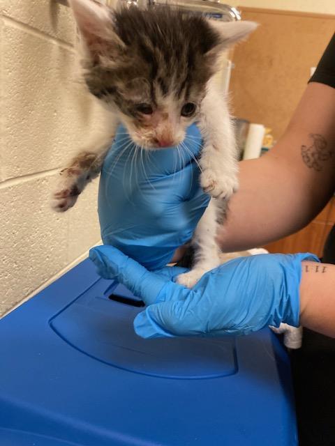 Shelter Stray Unknown Cat last seen Near BLOCK W WENDY AVE, 4522 W 3500 S, West Valley City, UT 84120, USA