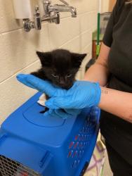 Shelter Stray Unknown Cat last seen Near BLOCK W WENDY AVE, 4522 W 3500 S, West Valley City, UT 84120, USA