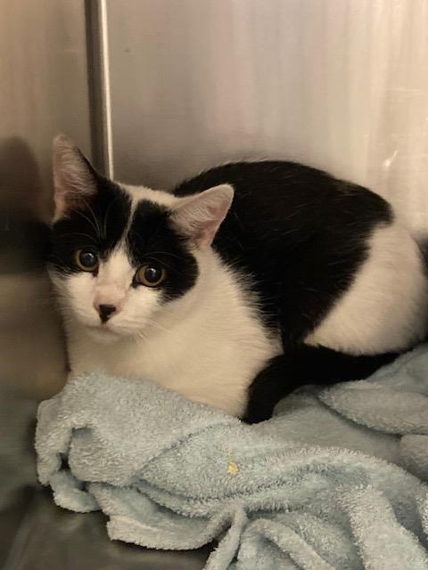 Shelter Stray Unknown Cat last seen Near BLOCK S STANTON DR, 4522 W 3500 S, West Valley City, UT 84120, USA
