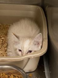 Shelter Stray Unknown Cat last seen Near BLOCK W NORWALK RD, 4522 W 3500 S, West Valley City, UT 84120, USA