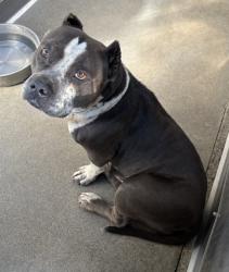Shelter Stray Female Dog last seen 23RD AND G ST, 333 Chandler Pl, San Bernardino, CA 92408, USA