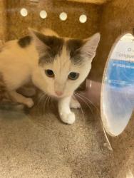 Shelter Stray Unknown Cat last seen Near BLOCK W DON SALVADOR AVE, 4522 W 3500 S, West Valley City, UT 84120, USA