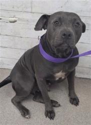 Shelter Stray Female Dog last seen Near BLOCK CHANDLER PL (WATER DEPO), 333 Chandler Pl, San Bernardino, CA 92408, USA