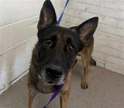 Shelter Stray Male Dog last seen OLEANDER/WASHINGTON, 333 Chandler Pl, San Bernardino, CA 92408, USA