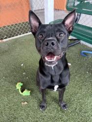 Shelter Stray Male Dog last seen Near BLOCK NW 18TH AVE, 3599 NW 79th Ave, Doral, FL 33122, USA