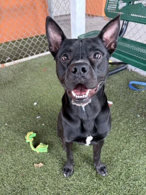 Shelter Stray Male Dog last seen Near BLOCK NW 18TH AVE, 3599 NW 79th Ave, Doral, FL 33122, USA
