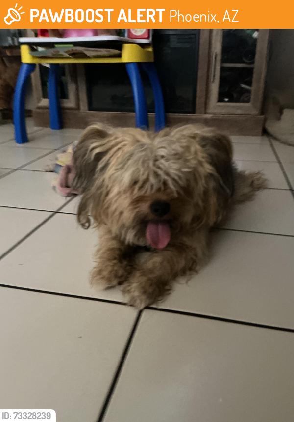 Found/Stray Male Dog last seen Near N 29th st, Phoenix, AZ 85032