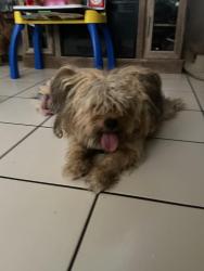 Found/Stray Male Dog last seen Near N 29th st, Phoenix, AZ 85032
