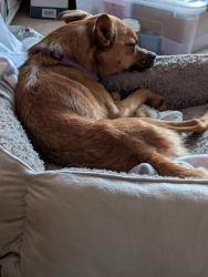 Reunited Male Dog last seen Home Farm Neigbhood, near Big Dry Creek Park, Westminster, CO 80234