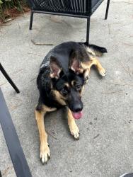 Reunited Female Dog last seen Westhaven Neighborhood, Greenville, NC 28590