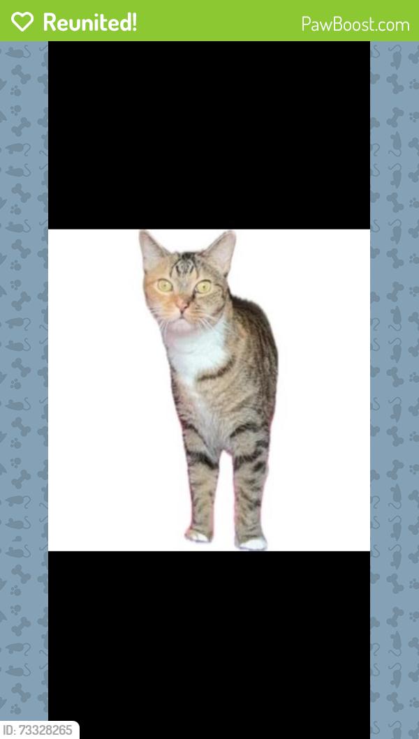 Reunited Female Cat last seen Clark St, Rahway, NJ, USA, Rahway, NJ 07701