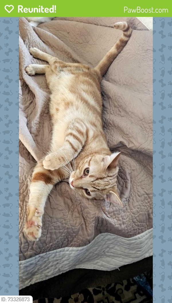 Reunited Male Cat last seen Orchard & Carman, Glen Head, NY 11545