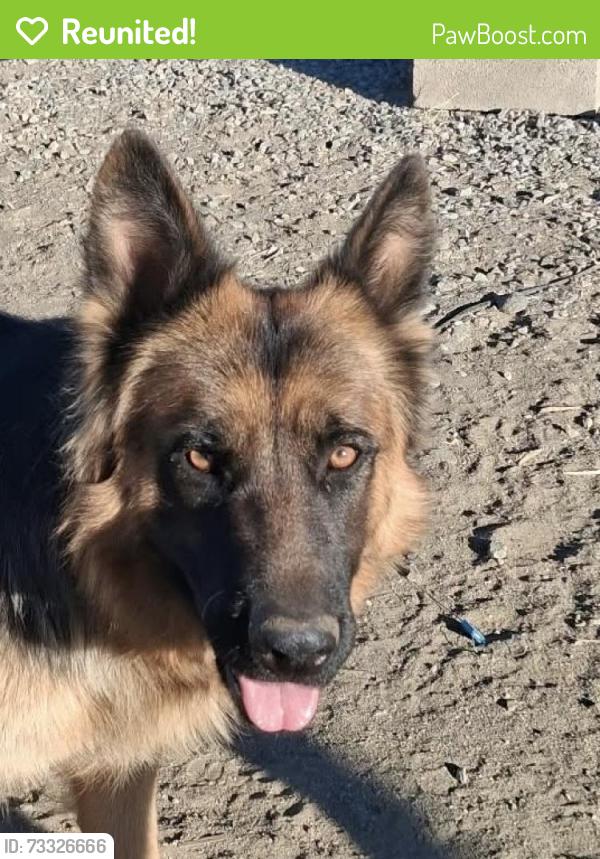 Reunited Unknown Dog last seen Stater bros on phelan rd, Phelan, CA 92371